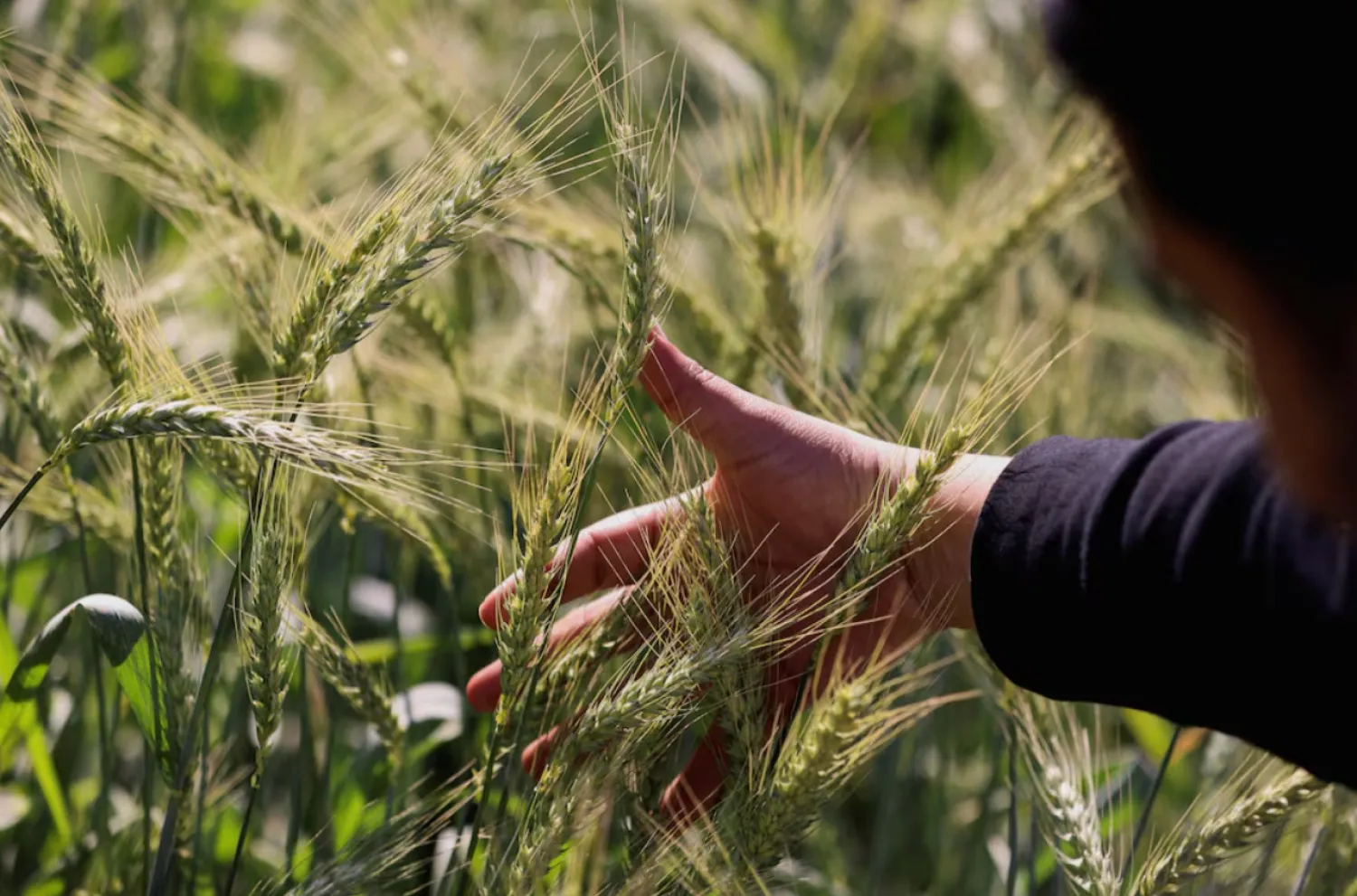 Egypt Targets 10 mln Ton Wheat Harvest