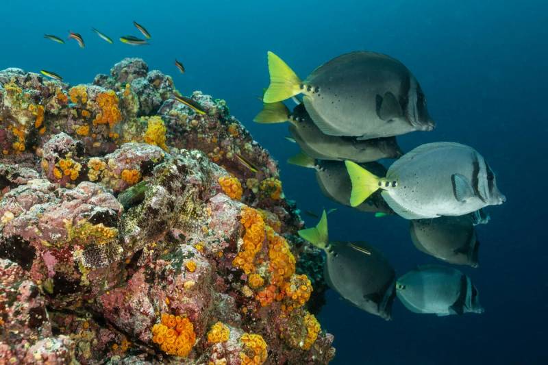 Greece Create New Marine Reserves Protect Underwater Wildlife