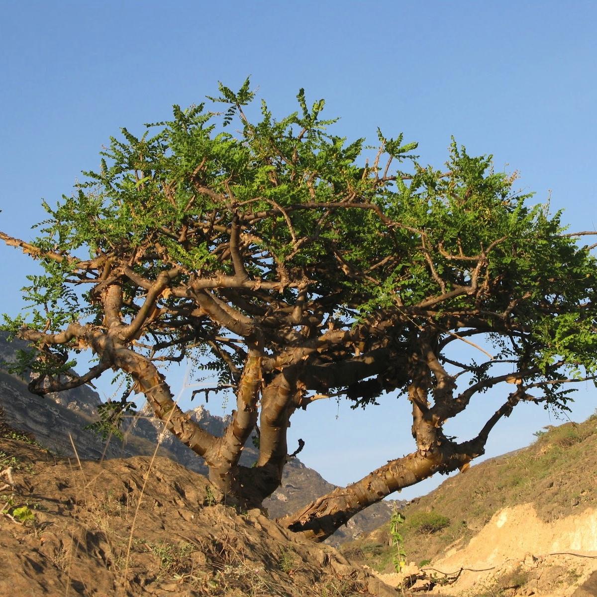 Oman Oil-Rich Efforts to Preserve Frankincense White Gold